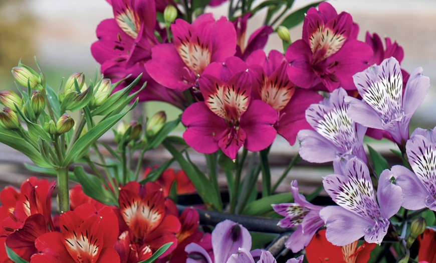 Image 3: Three Alstroemeria New Tree Everest Mix Plants