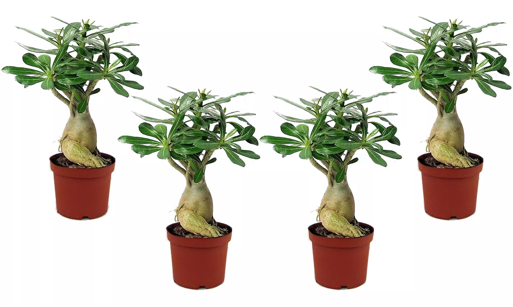 2 o 4 piante di rose del deserto con vaso incluso - Image 5