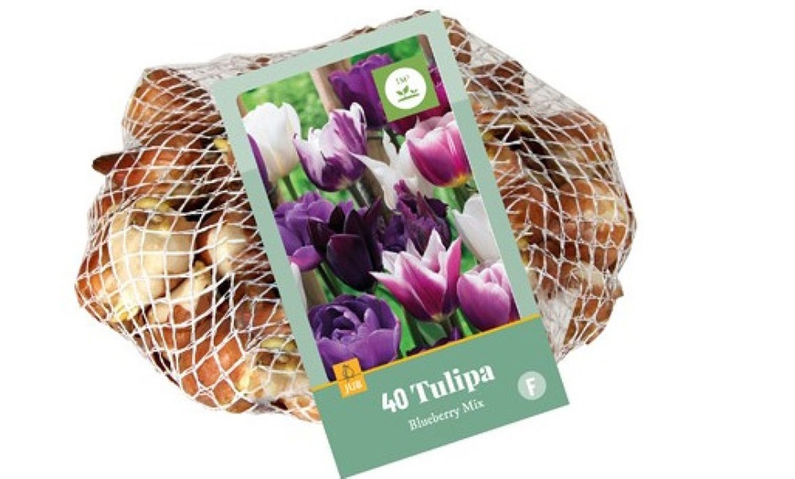 Image 2: Lot de 40 bulbes de tulipes exclusives