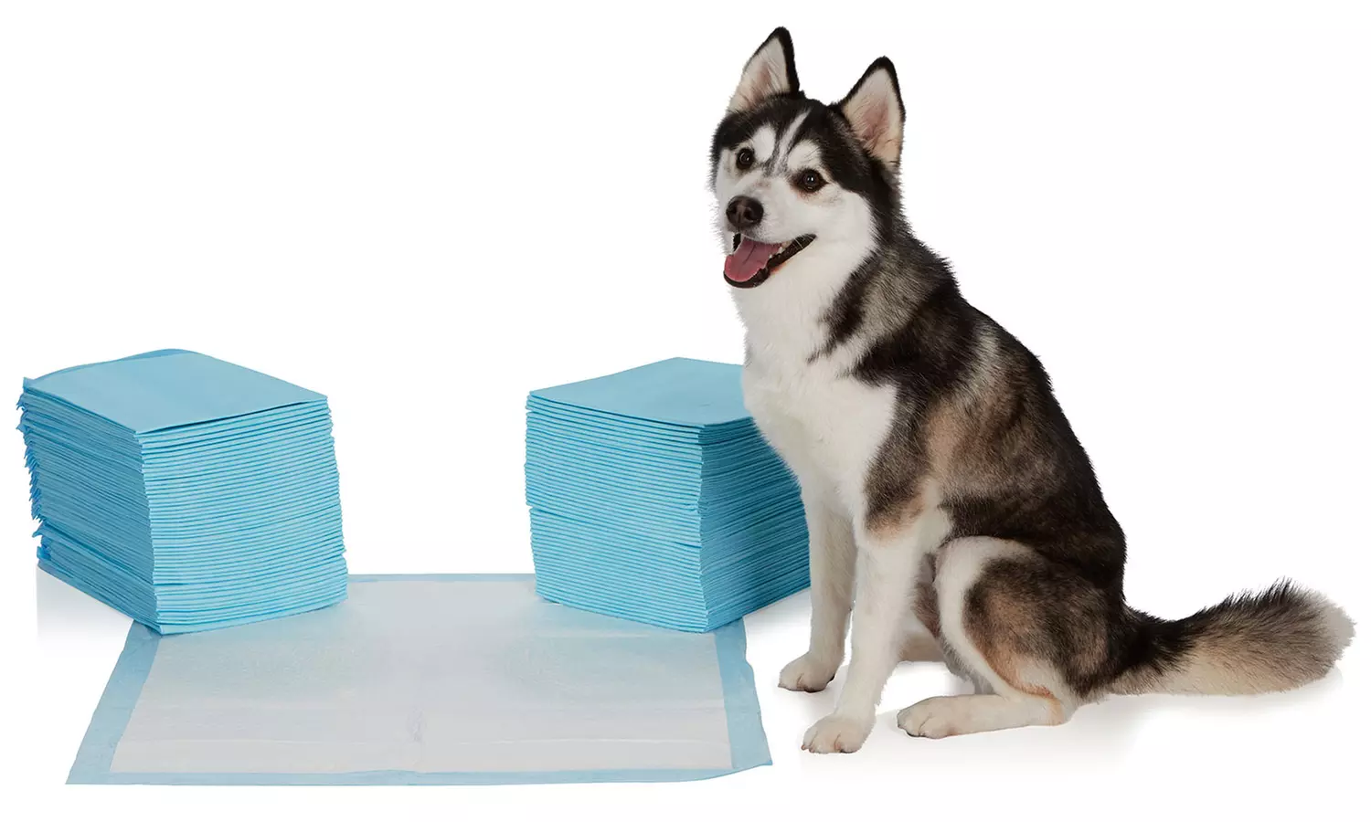 EZ-PET Heavy-Duty Training Pads (100-, 200-, 300-, 400-, or 600-Pack) - Primary Image