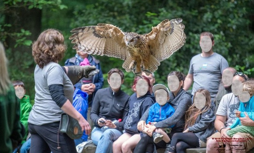 Image 5: Waldtour mit Greifvogel oder Eule