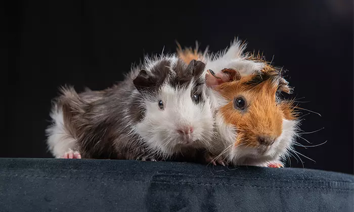 60 Min. studioline PHOTOGRAPHY Fotoshooting Erlebnis + Goldcard