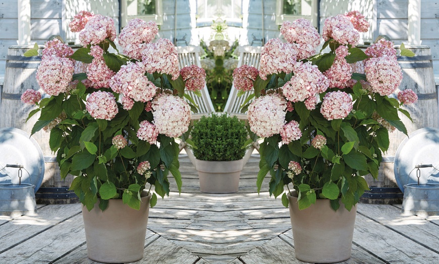 Image 4: Hydrangea Plants - Up to 4 Potted Plants