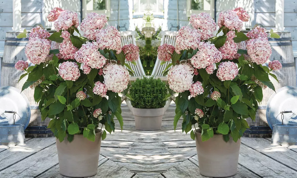 Hydrangea Plants - Up to 4 Potted Plants
