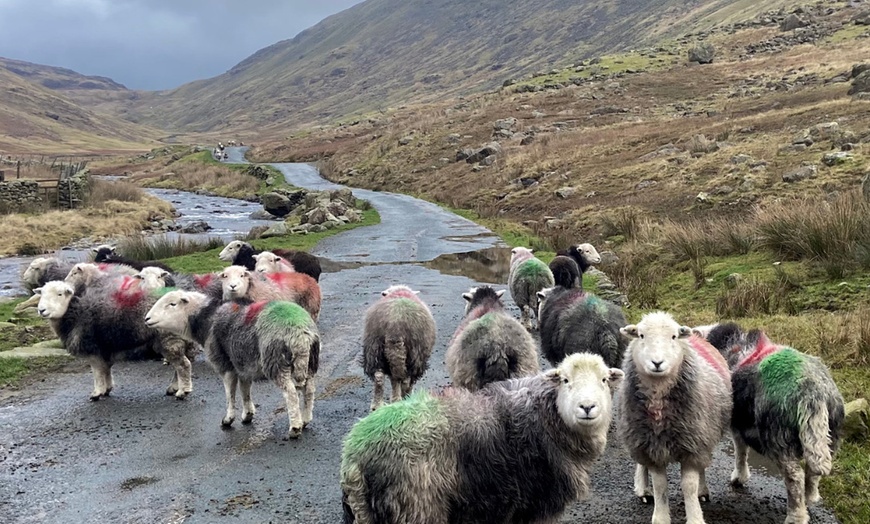 Image 3: Explore Lake District with Cream Tea or Yorkshire Dales: Full-Day Bus Tours