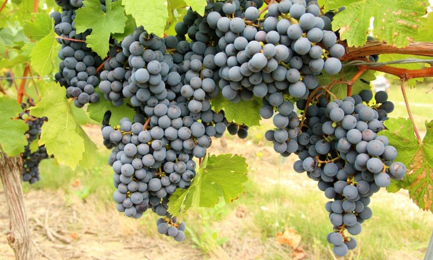 Image 5: 1, 2 or 3 Potted Fruit Plant Collections