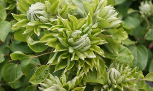 Clematis Green Passion Plant