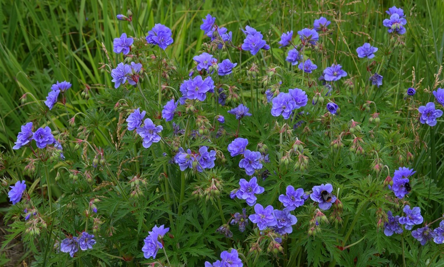 Image 2: Up to 3 Hardy Geranium Azure Skies Jumbo Plugs