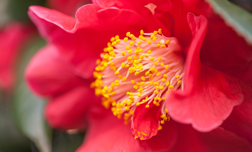 Image 8: One or Three Hardy Camellia Plants