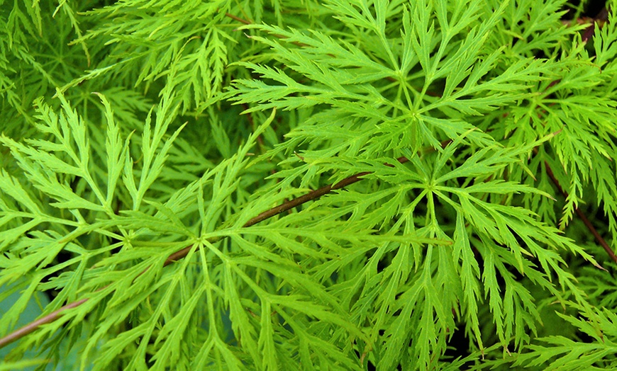 Image 7: Large Japanese Weeping Maples