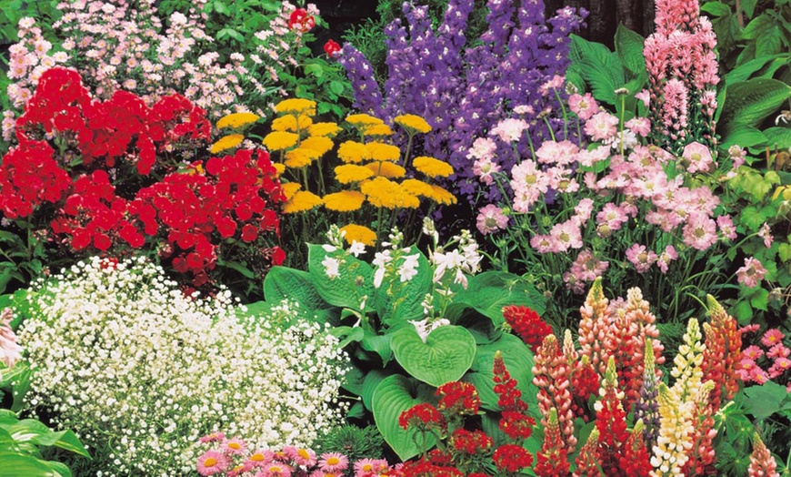 Image 2: Lucky Dip Cottage Garden Perennial Plants - up to 36 Potted Plants