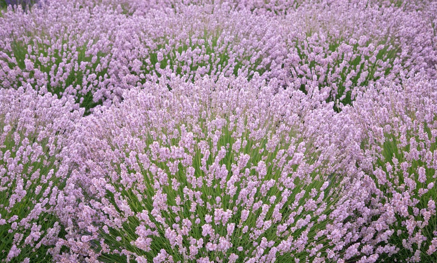 Image 1: Up to 10 Pink Lavender Rosea Plants