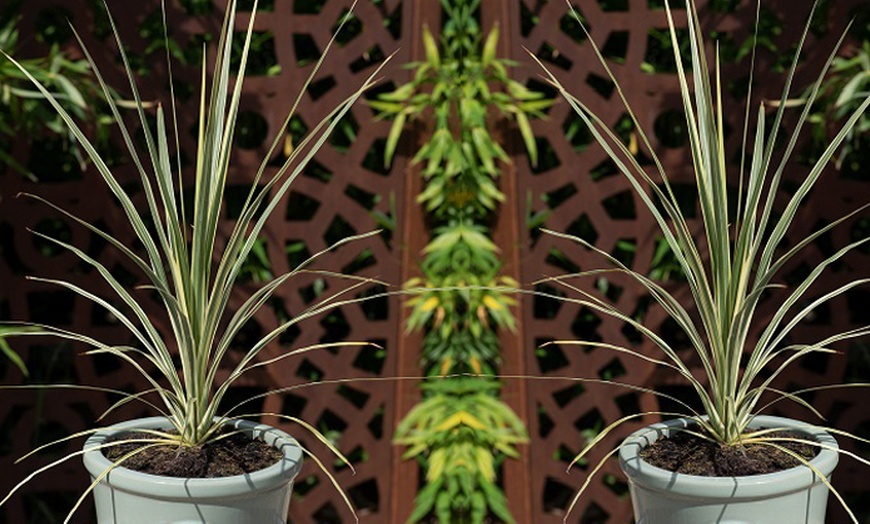 Image 2: Cordyline Australis 'Lime Passion - 2 Potted Plants