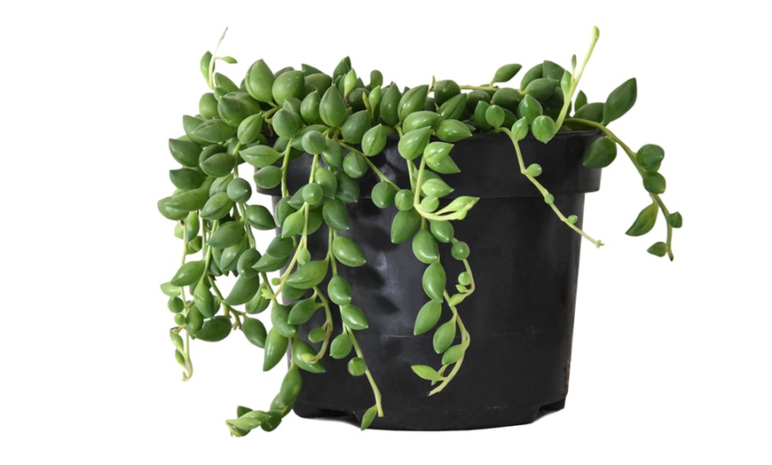 Up To 46% Off String of Teardrop Houseplant | Groupon