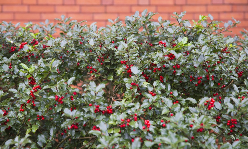 Image 2: Ten Holly Hedging Plants - Supplied in 9cm pots