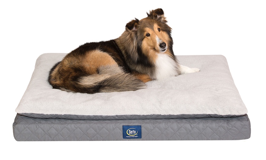 serta ortho mattress top pet bed