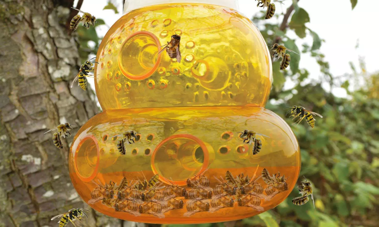 2 pièges à guêpe - Primary Image