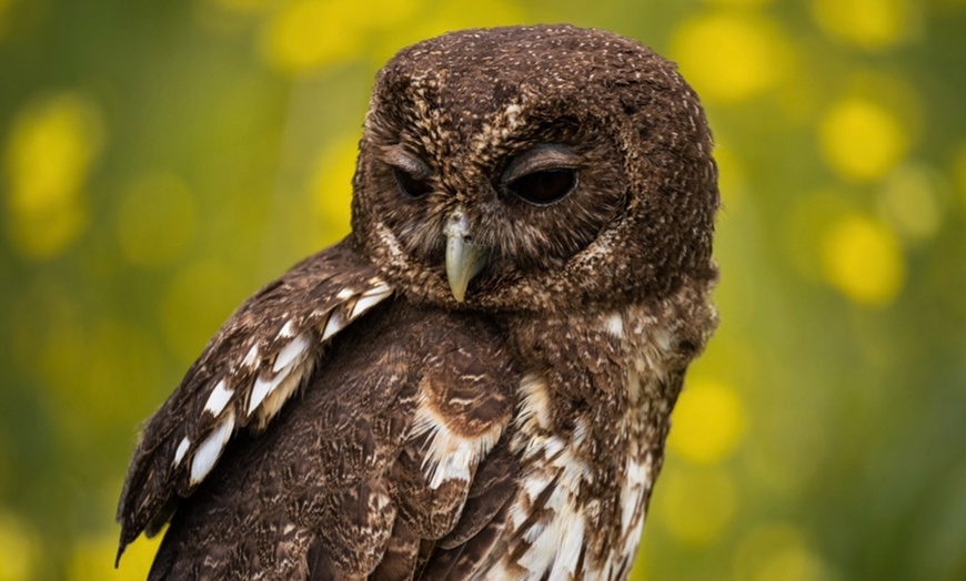 Image 3: Up to 41% Off on Falconry - Recreational at The North Somerset Bird Of Prey Centre