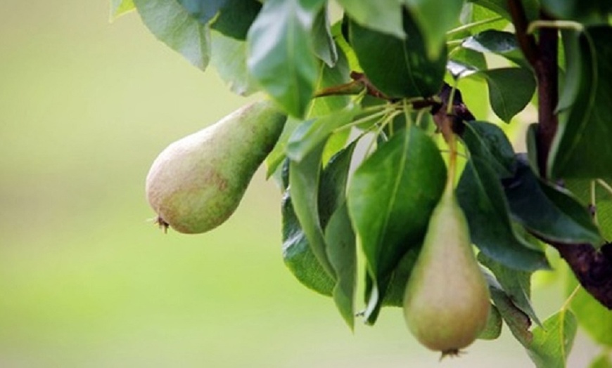 Image 4: Collection of Five Fruit Trees