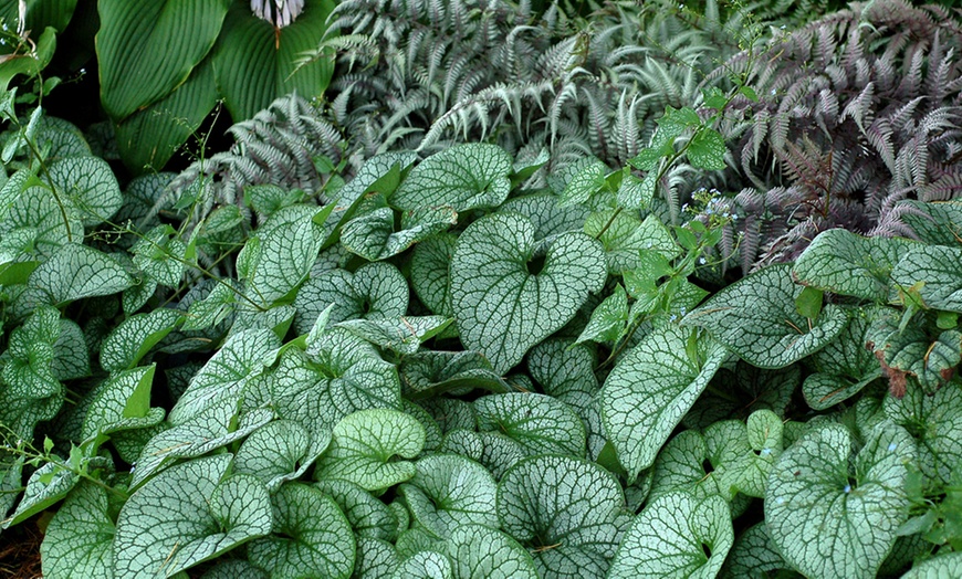 Image 2: Brunnera Groundcover Collection – 3 or 6 Potted Plants