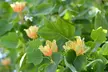 Liriodendron 'Tulip Tree' - One or Two Potted Plants - Image 2