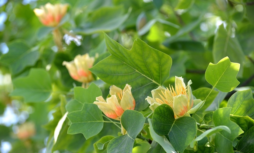 Image 2: Liriodendron 'Tulip Tree' - One or Two Potted Plants