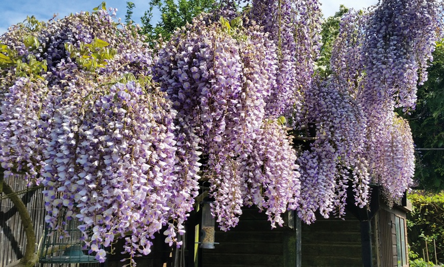 Image 3: Scented Climbing Wisteria – 1, 2 or 3 Potted Plants
