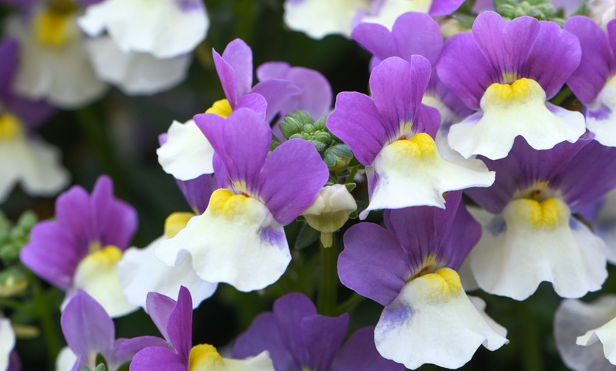 Up To 33% Off Nemesia Ladies Collection of 5 or 10 Plants | Groupon