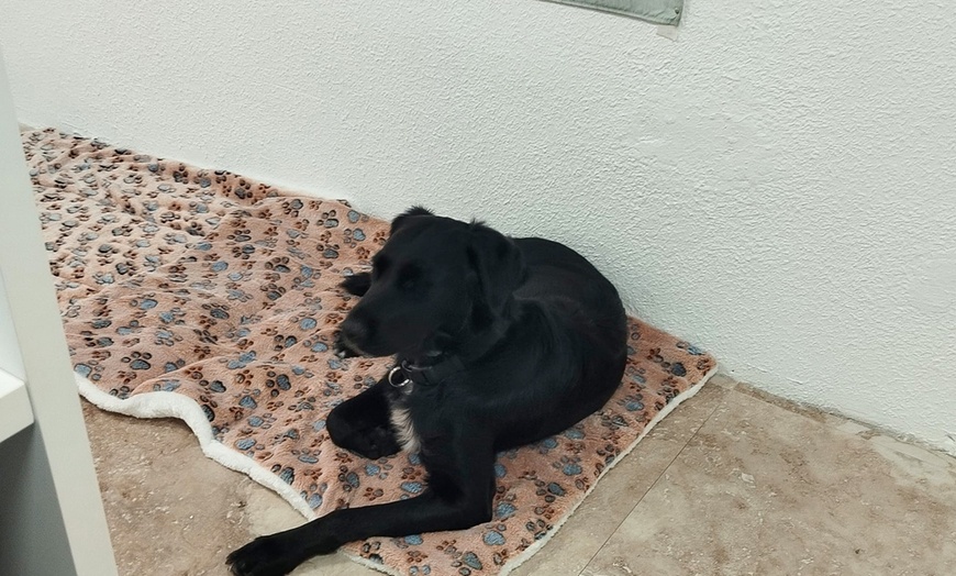 Image 7: Baño completo de perro pequeño, mediano o grande, corte de uñas y más