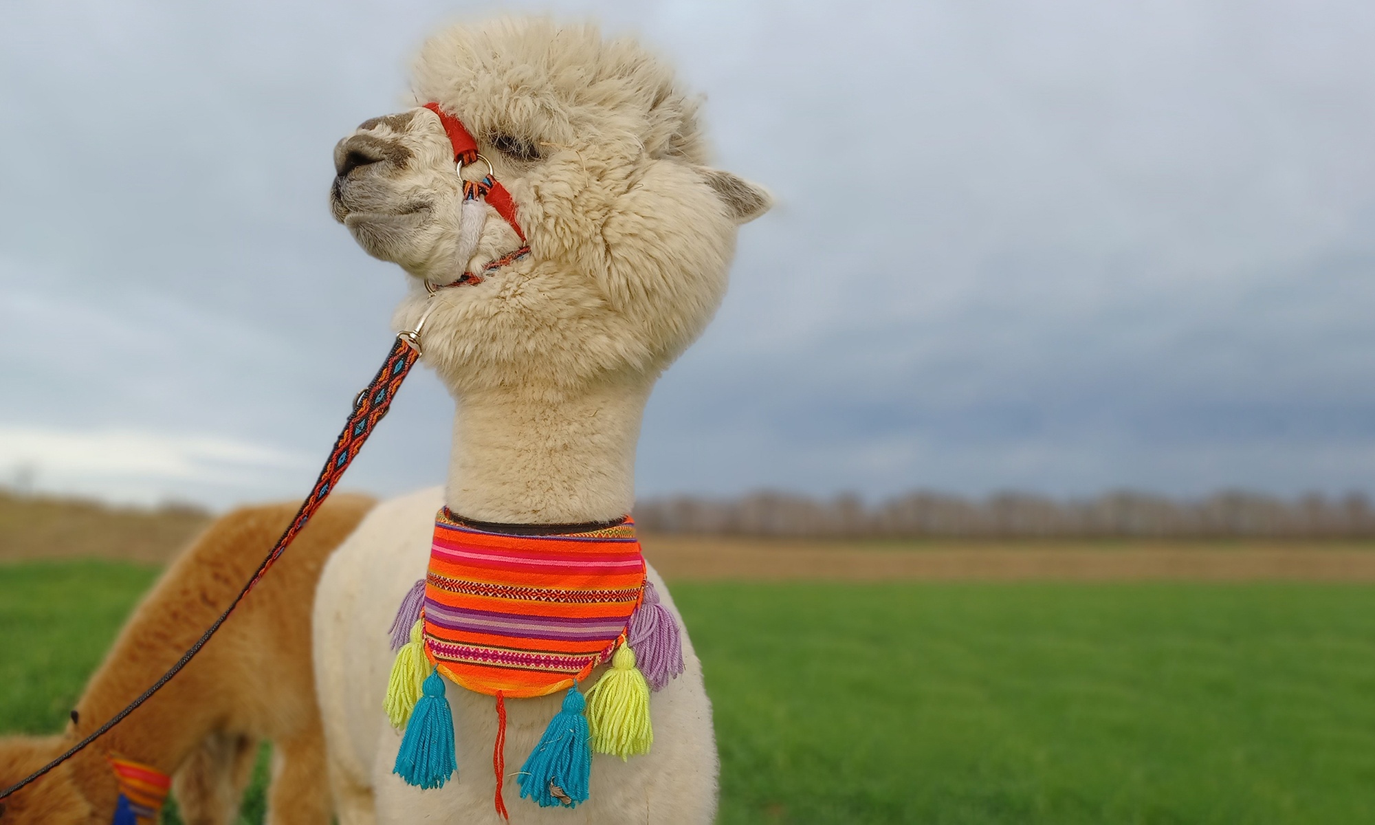 Wejście do zagrody alpak i karmienie