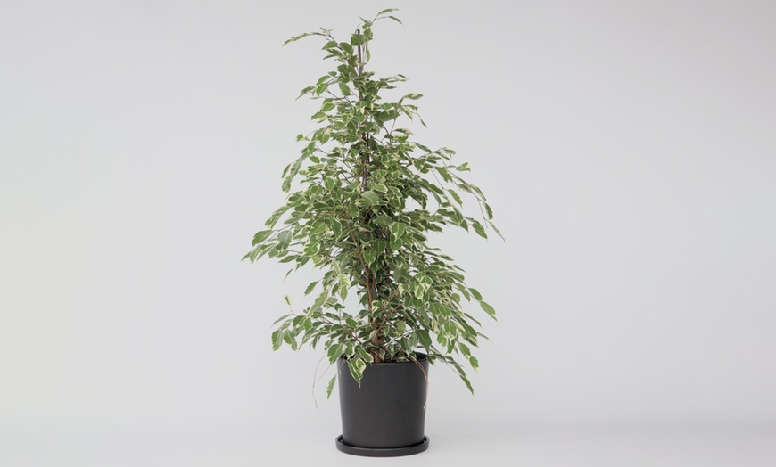 Image 11: Plant de ficus