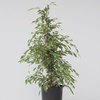 Image 11: Plant de ficus