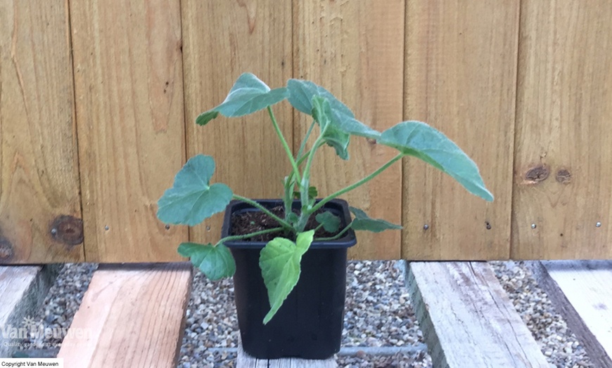 Image 4: Lavatera Barnsley Baby Plant