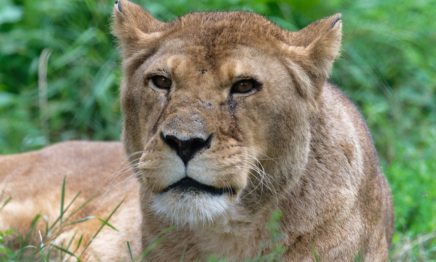 Image 45: Vivre les missions d’un soigneur au Touroparc Zoo