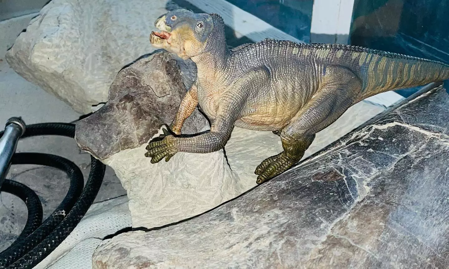 Explore Fossils: Adult & Child Entry Tickets w/ Activities+Shark Tooth