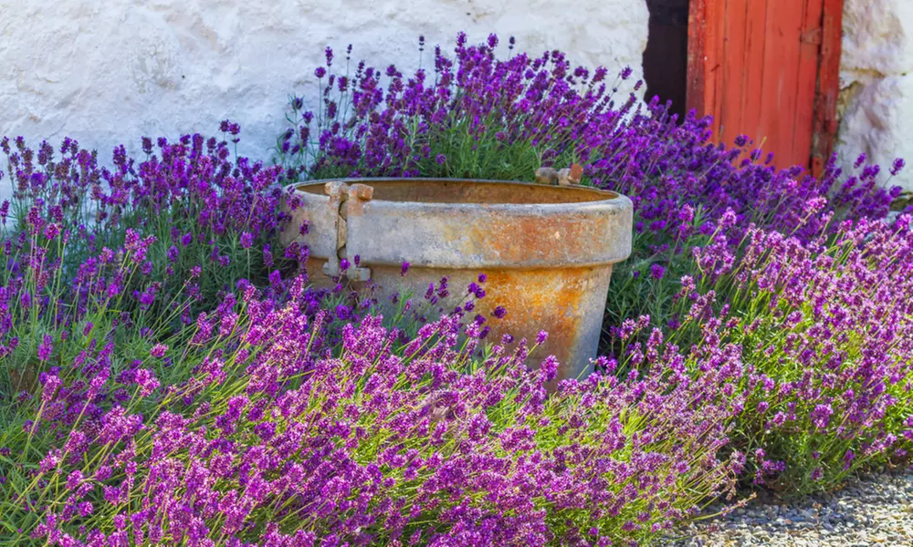 Lot de plantes de lavande