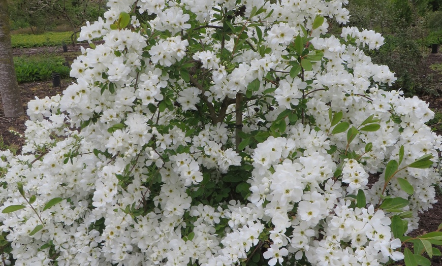 Image 2: Exochorda the Bride Plant