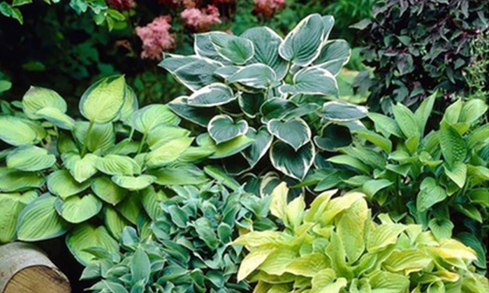 Fragrant Upright Hosta Bare Roots (5-, 8-, or 15-Pack) | Groupon