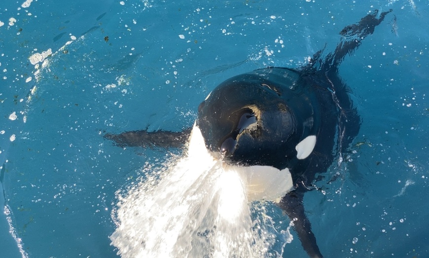 Image 12: Entrée au parc Marineland