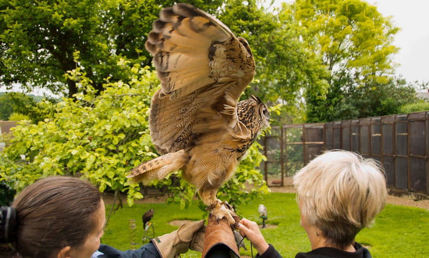 Image 8: Two-Hour Owl Experience