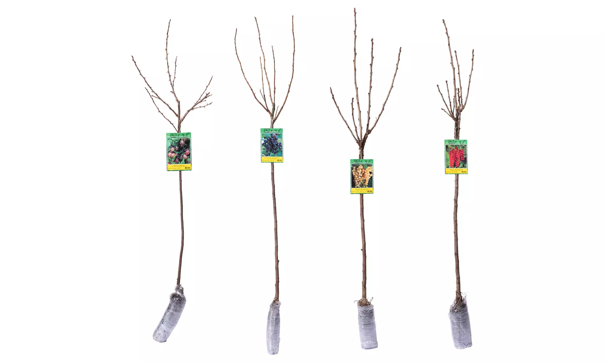 4er-Set Beeren-Pflanzen, inkl. Versand - Second Medium