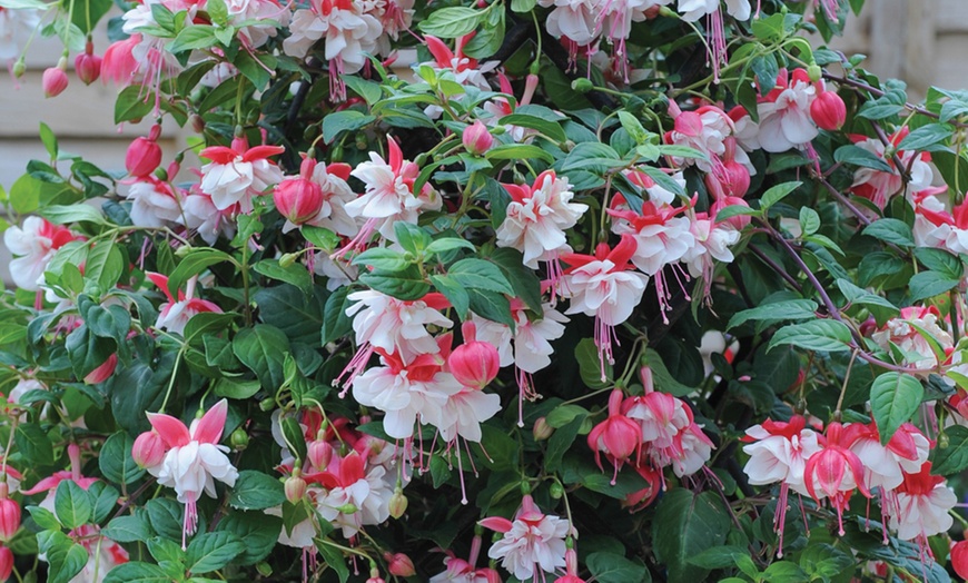 Image 8: 5, 10 or 20 Giant Fuchsia Plugs