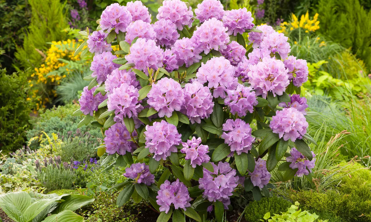 Set van 3 'Rhododendron' planten voor in de tuin in kleur naar keuze - Primary Image