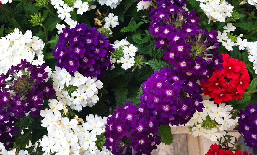 Image 2: Garden-Ready Verbena Plants