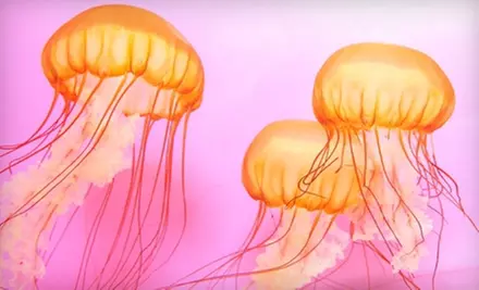 $32 for a Shedd Aquarium Visit for Two with the "Jellies" Exhibit (Up to $63.90 Value) - Primary Image