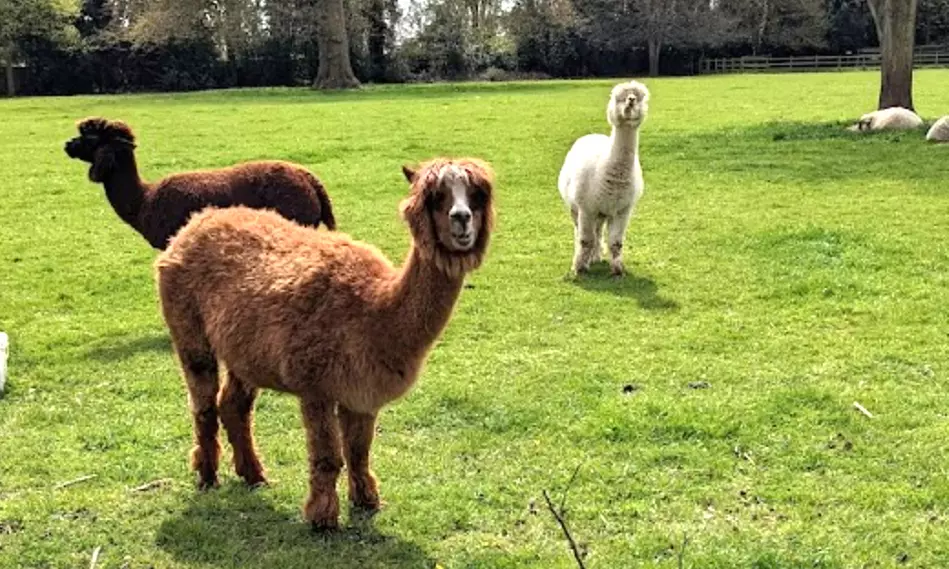 Enjoy Family fun with Entry Tickets for Adults and Childrens