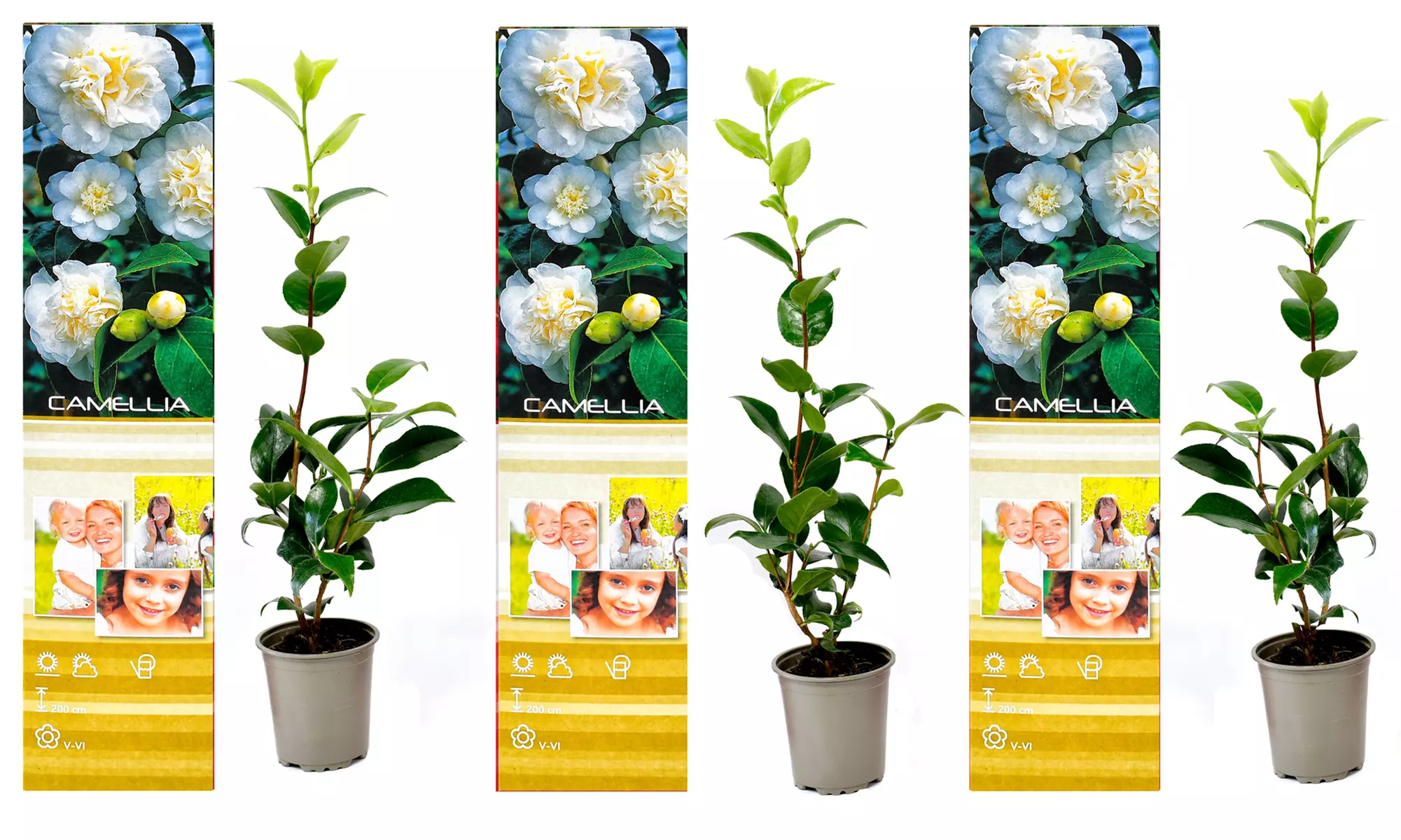 1 ou 2 lots de 3 Camélias japonais