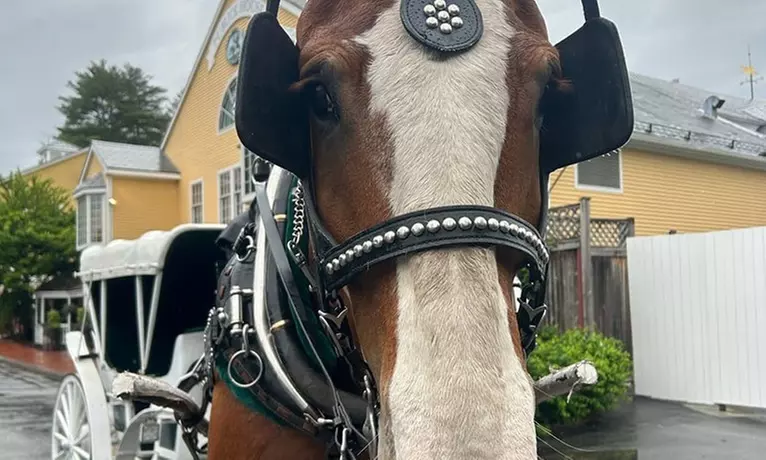 Magical and Scenic Horse-Drawn and Wagon Rides For All Ages