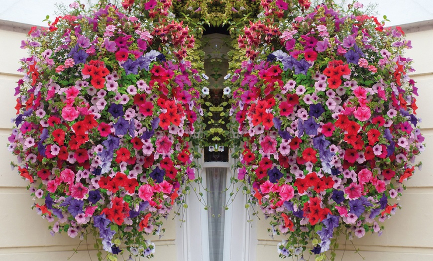 Image 4: 5 Petunia Mixed Plug Plants