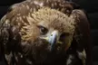 Falconry Experience for up to Two People | Soar Into Adventure with Three exhilarating Hours at Adventure 001 - Second Medium